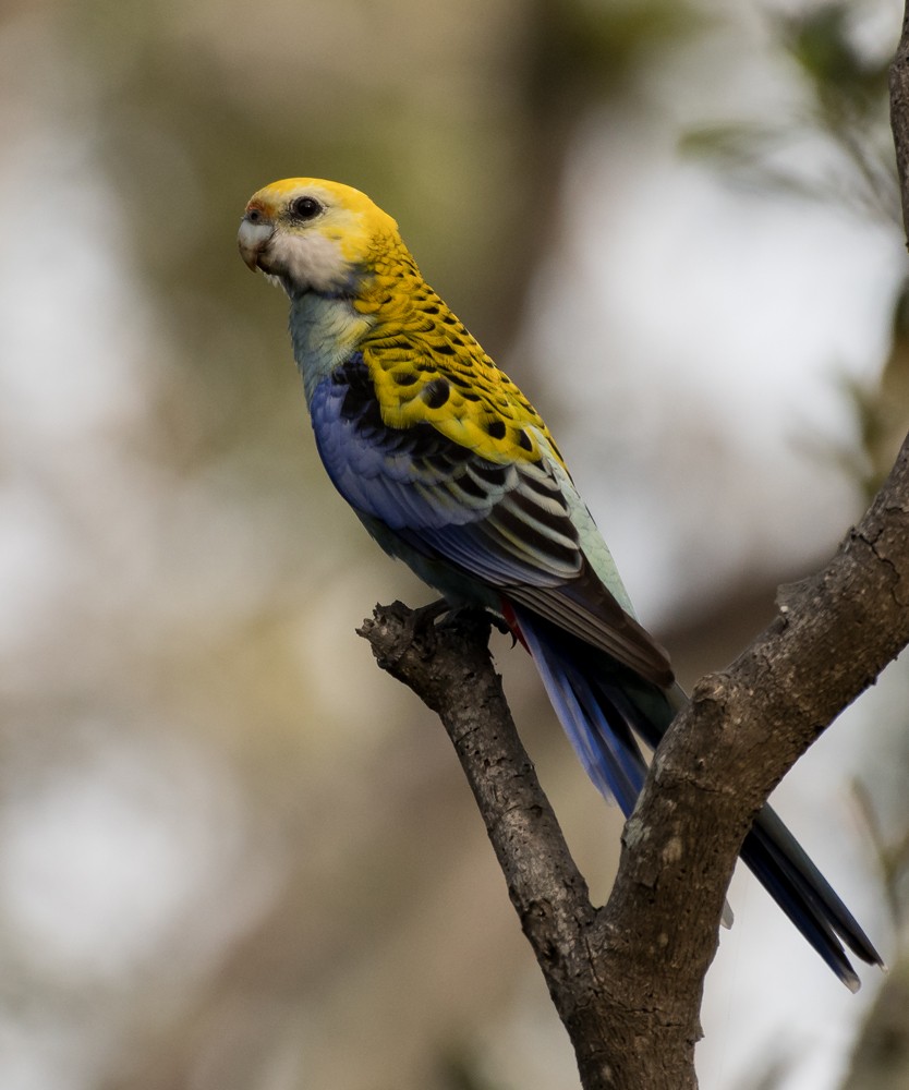 Pale-headed Rosella - ML101998481