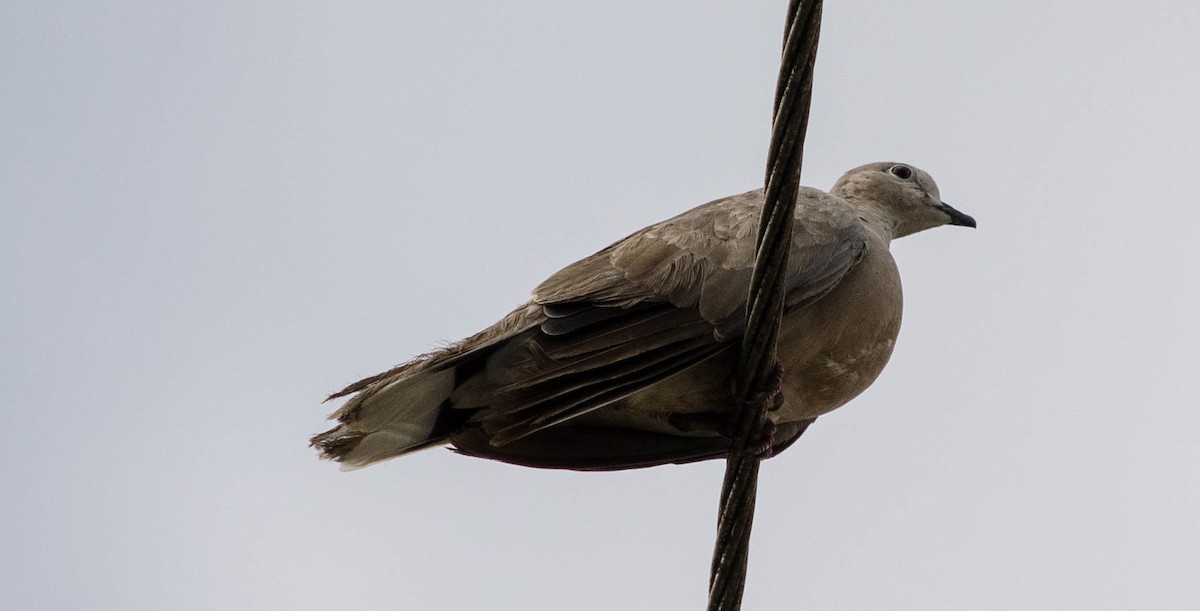 Eurasian Collared-Dove - ML101998491