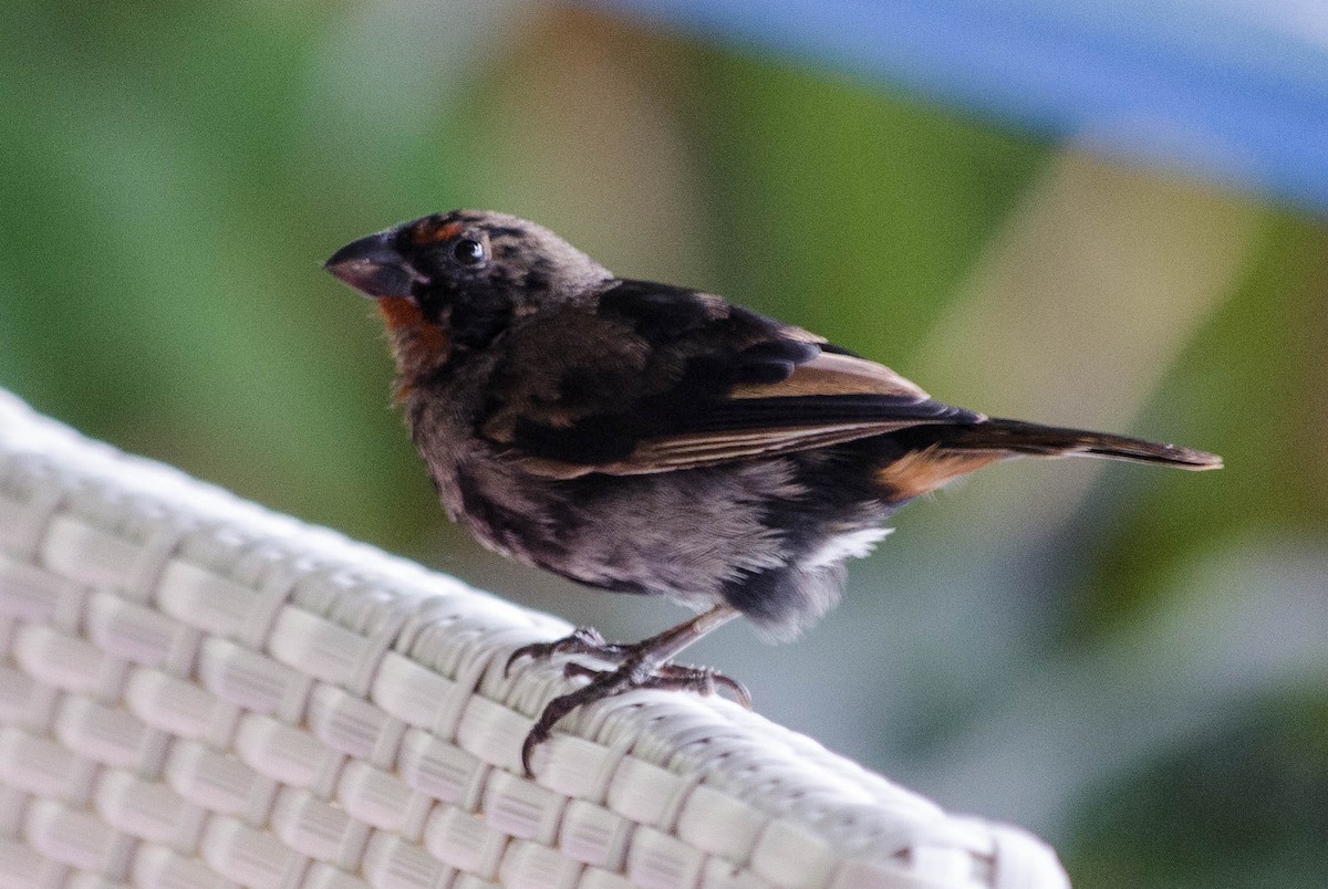 Lesser Antillean Bullfinch - ML101998641