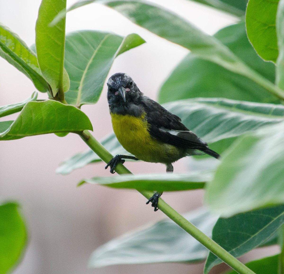 Bananaquit - ML101998661