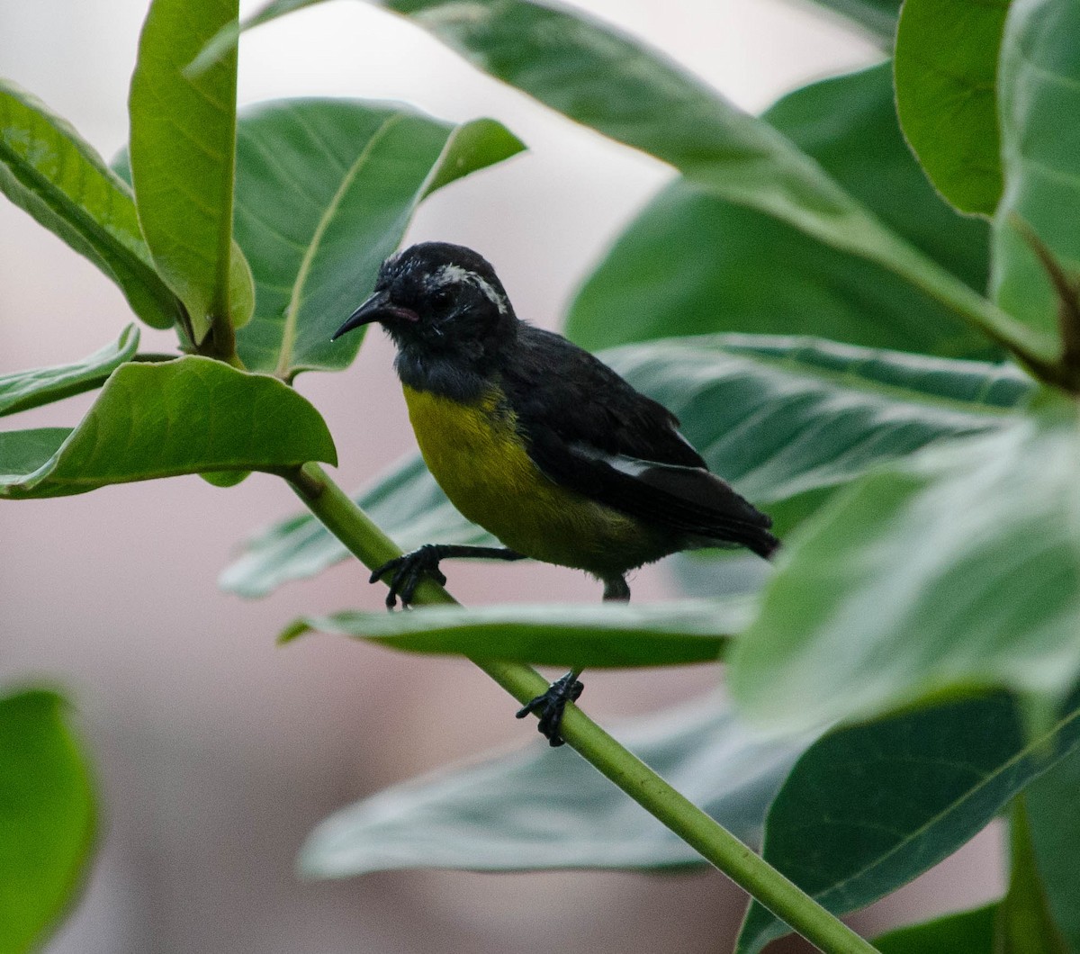 Bananaquit - ML101998671