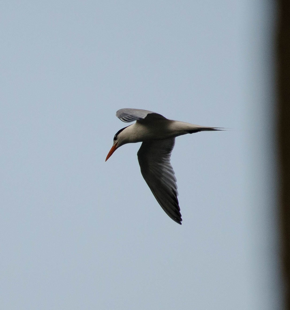 Royal Tern - ML101998771