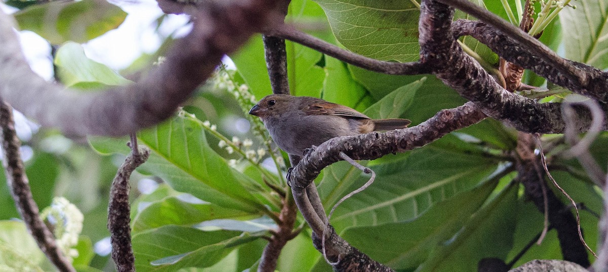 Lesser Antillean Bullfinch - ML101998801