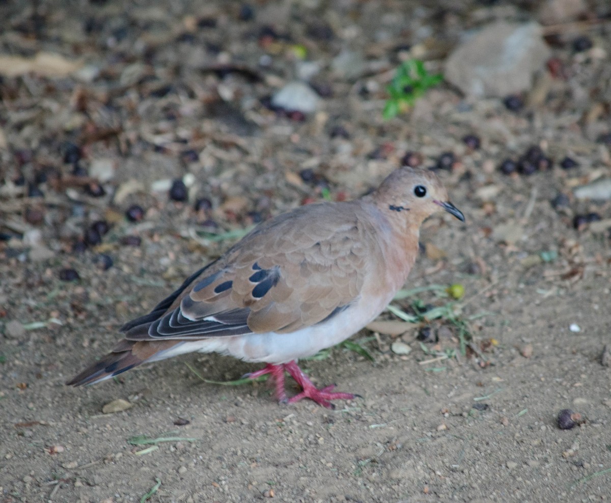 Zenaida Dove - ML101998871