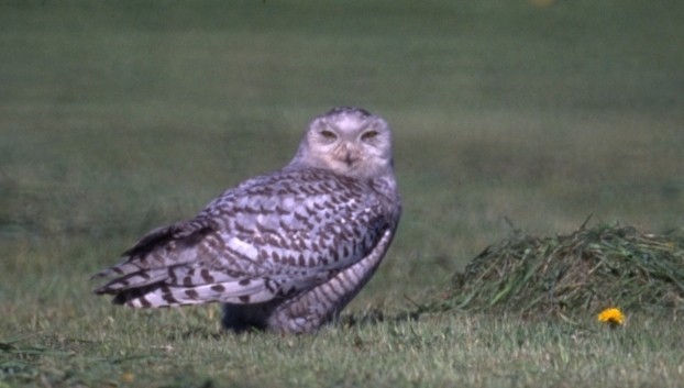 Snowy Owl - ML101999161