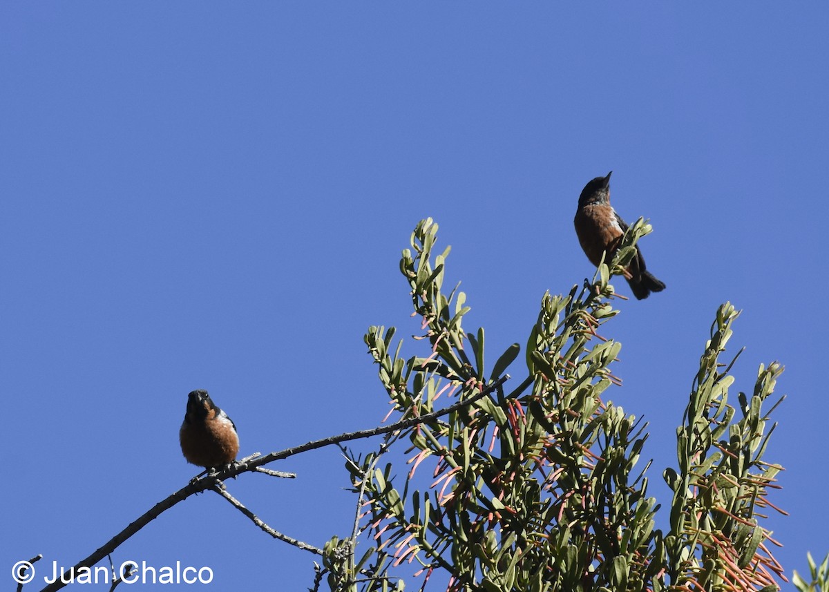 Black-throated Flowerpiercer - ML101999881