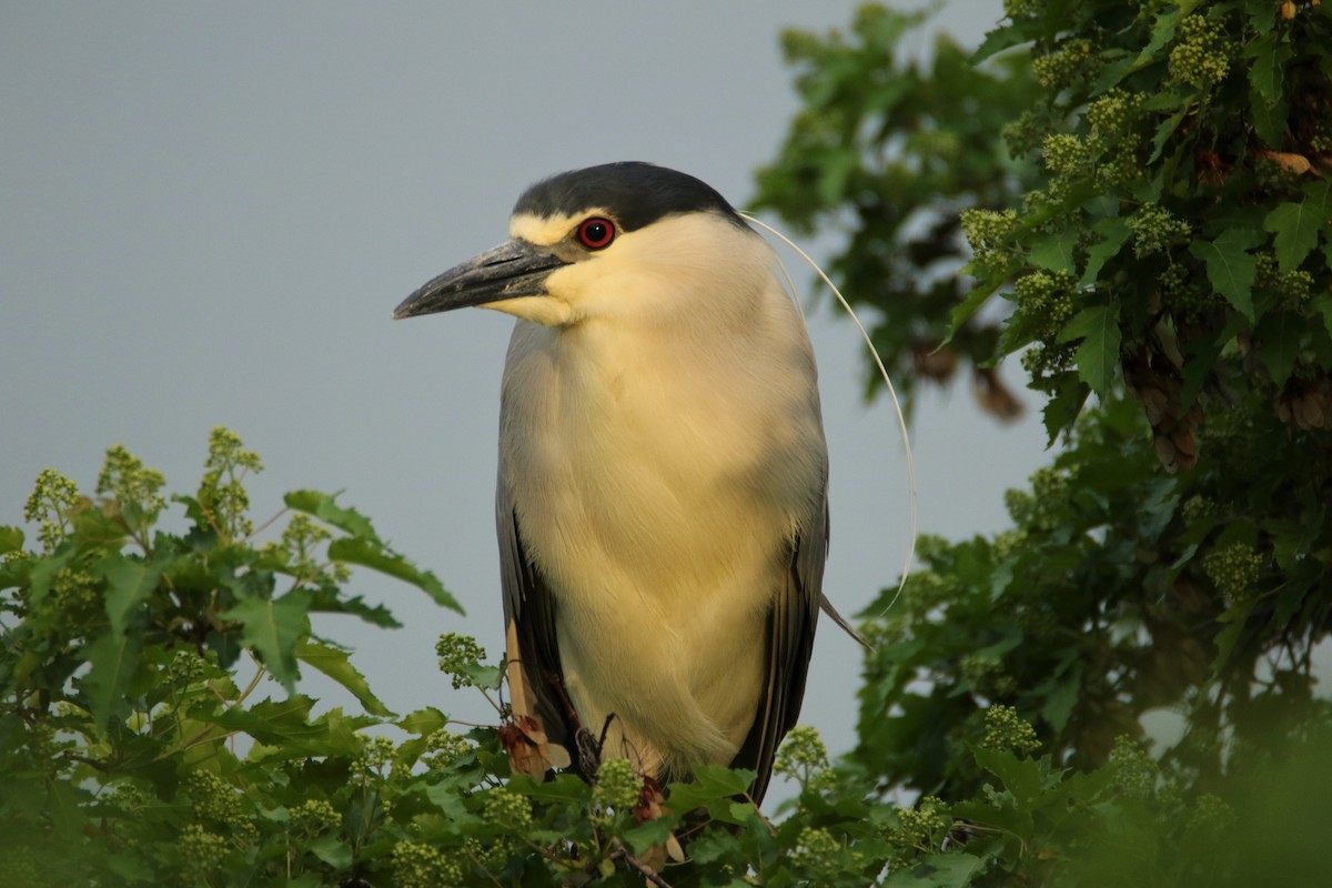 Black-crowned Night Heron - ML102000271