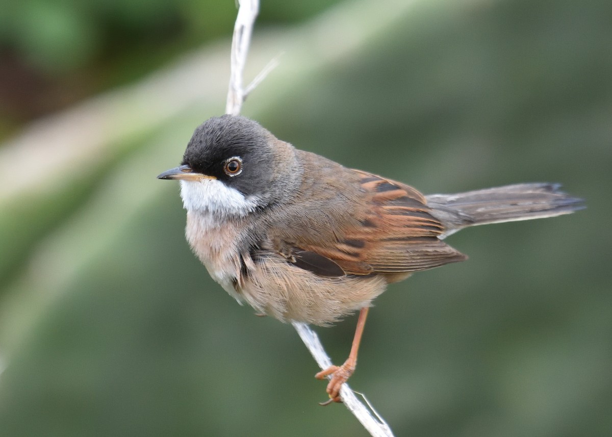 Spectacled Warbler - Mallika Rajasekaran