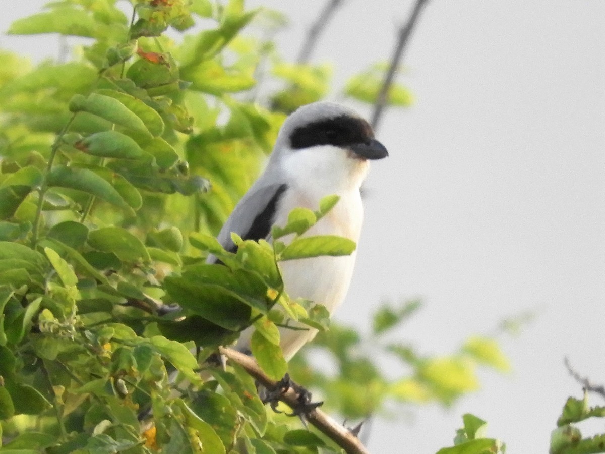 Lesser Gray Shrike - ML102002381