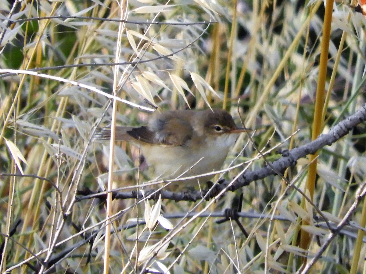 Acrocephalus sp. - ML102002411