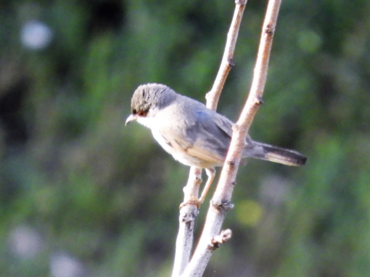 Menetries's Warbler - ML102002451