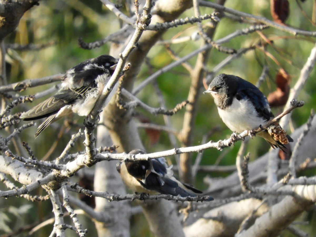 Barn Swallow - ML102002571