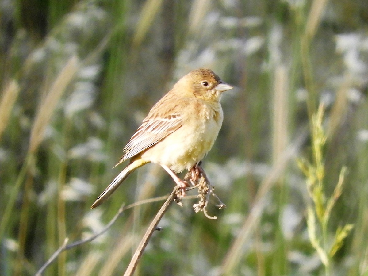 Black-headed Bunting - ML102002581
