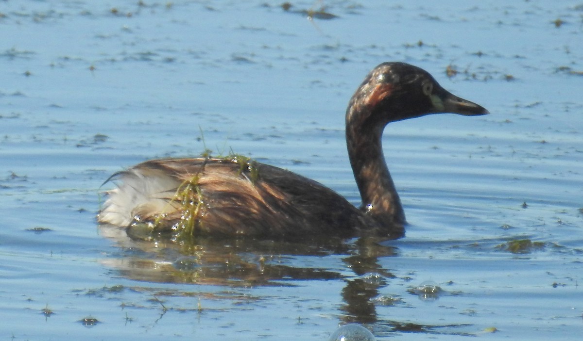 Australasian Grebe - ML102003231