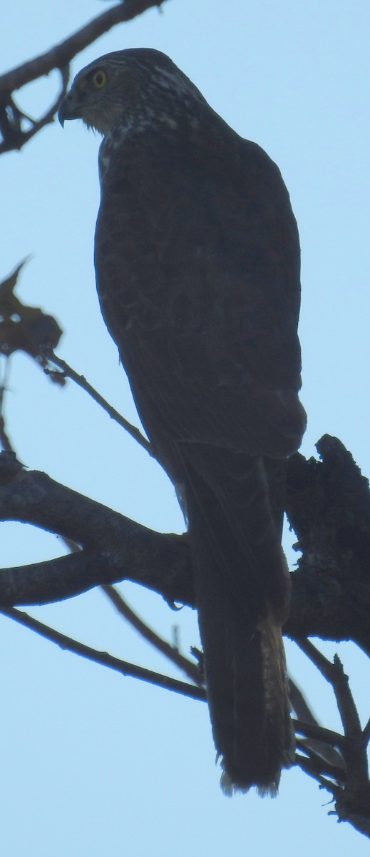 Collared Sparrowhawk - ML102003681