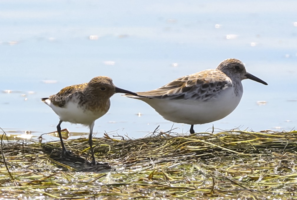 Sanderling - bj worth