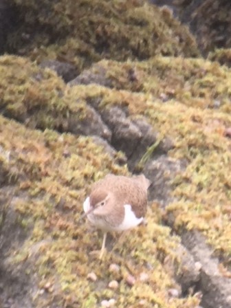 Common Sandpiper - ML102004871