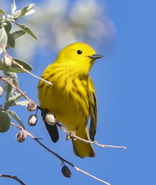 Yellow Warbler - bj worth