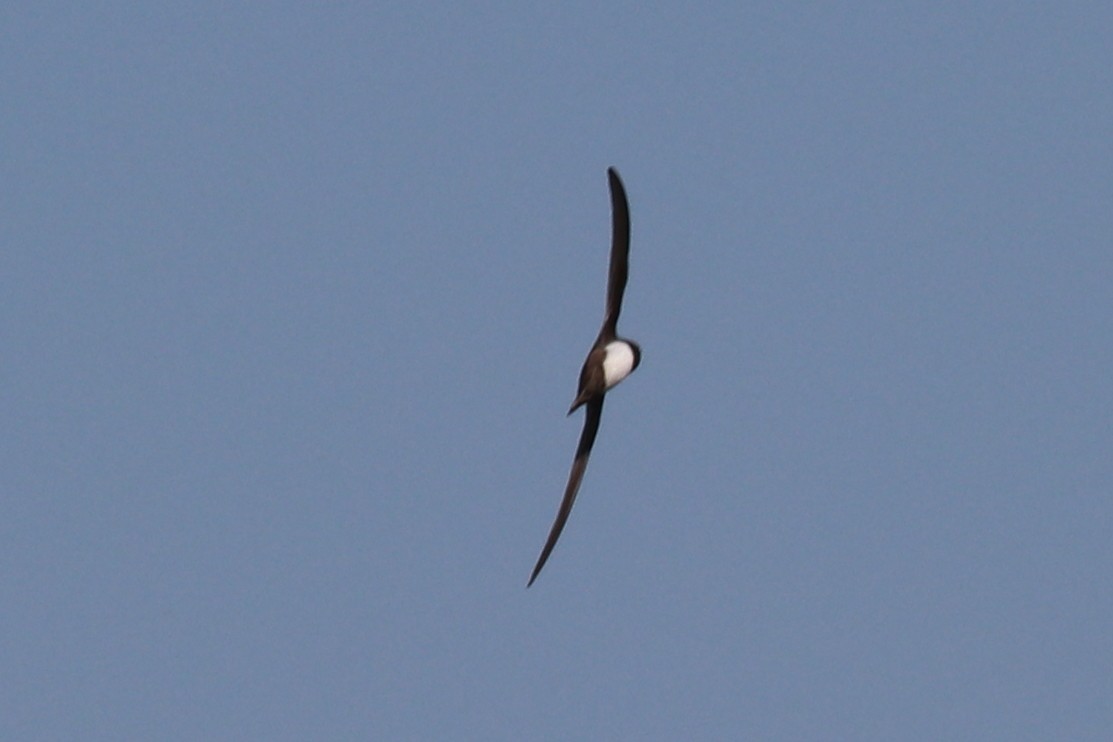 Alpine Swift - ML102005041