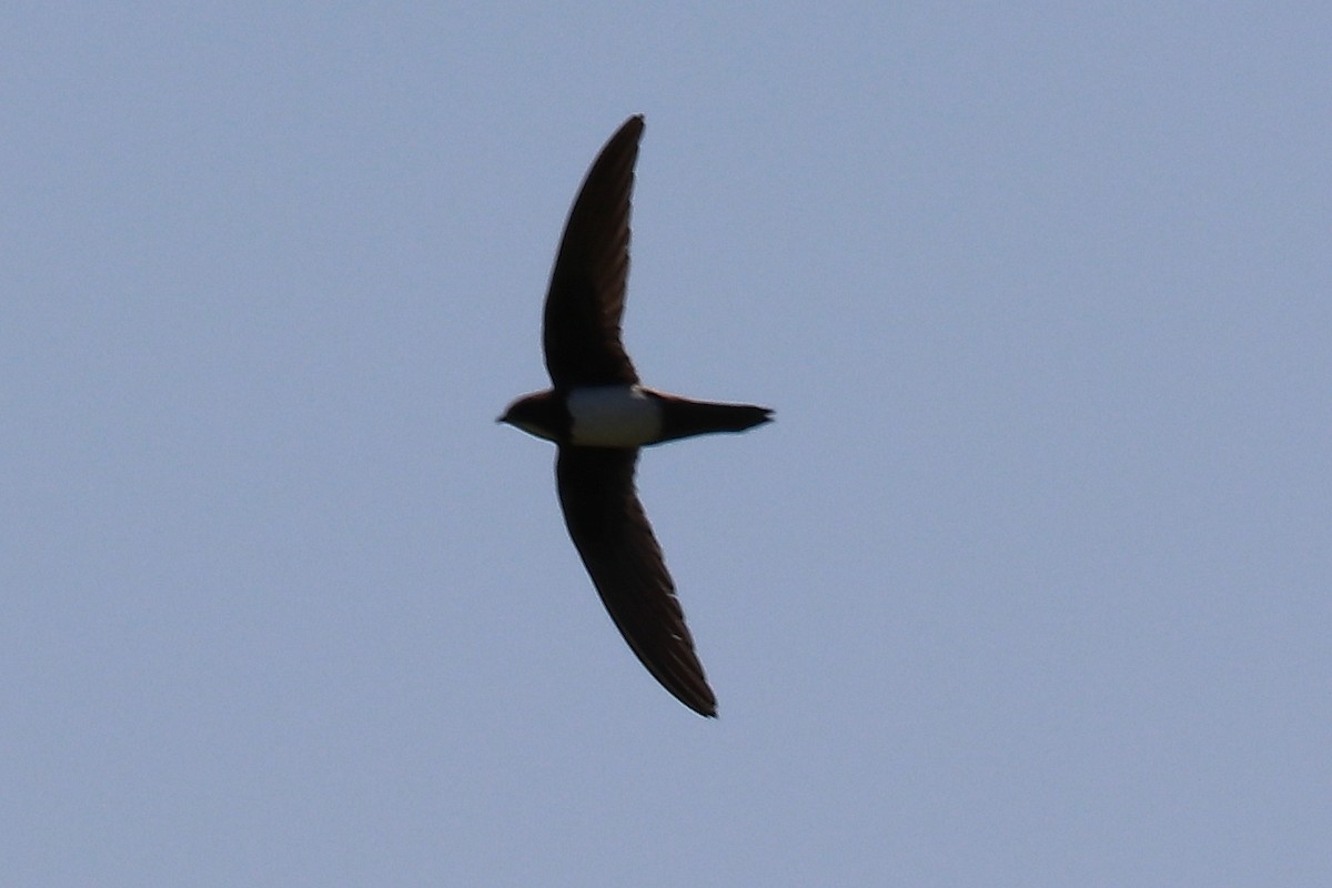 Alpine Swift - ML102005051