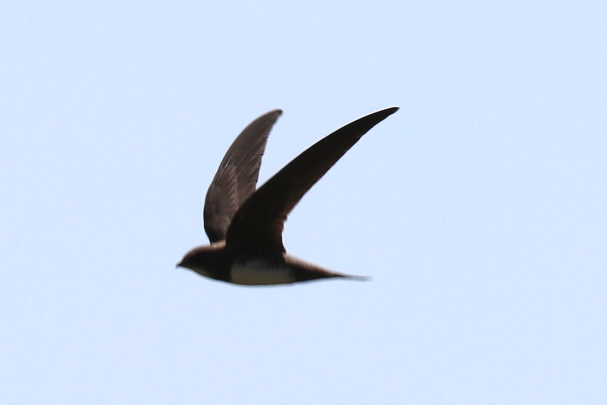 Alpine Swift - Bruce Kerr