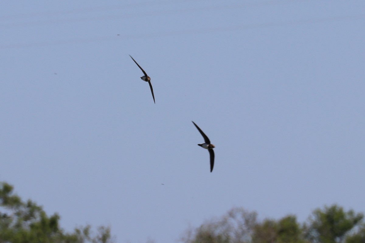 Alpine Swift - ML102005071