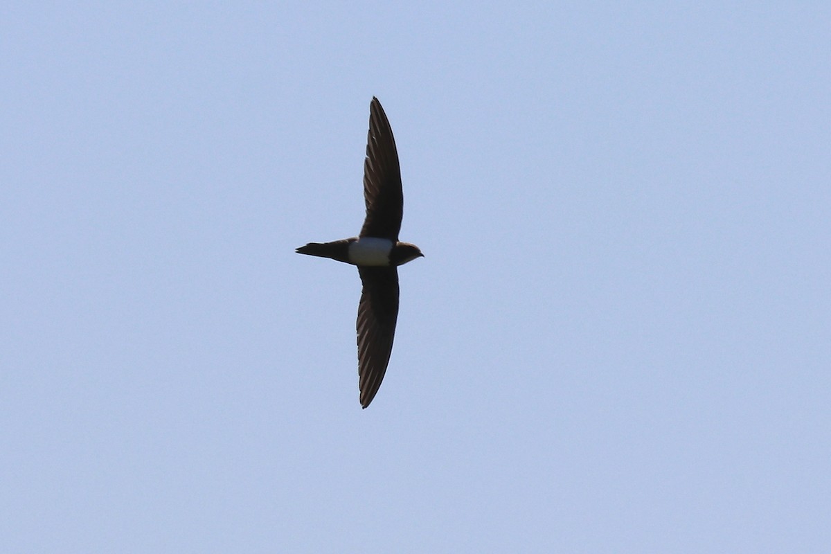 Alpine Swift - ML102005081