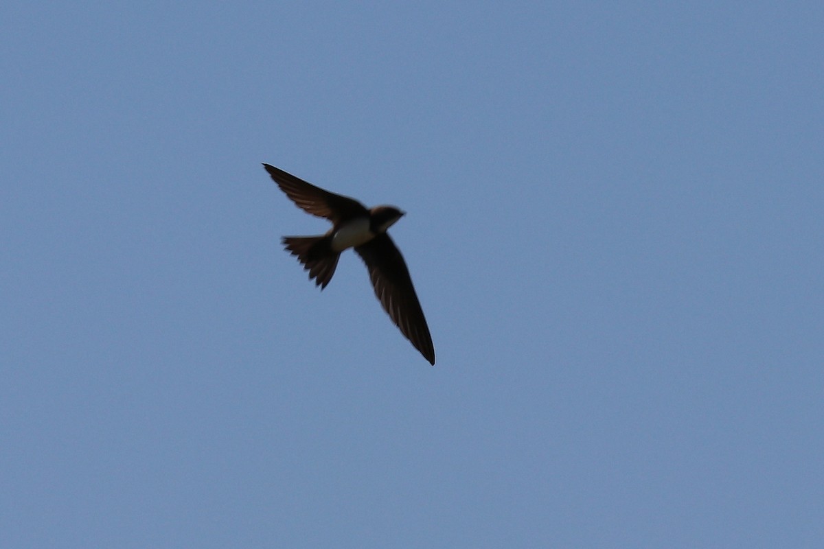 Alpine Swift - Bruce Kerr