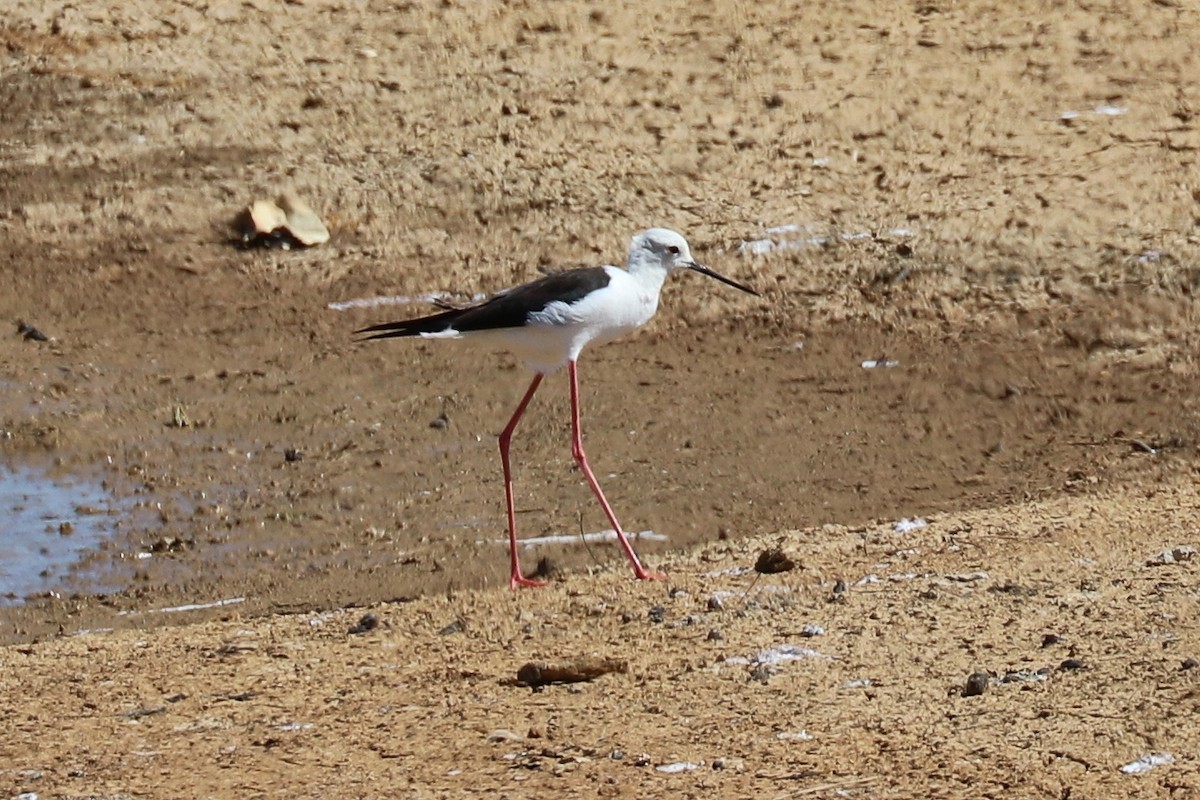 Black-winged Stilt - ML102005121