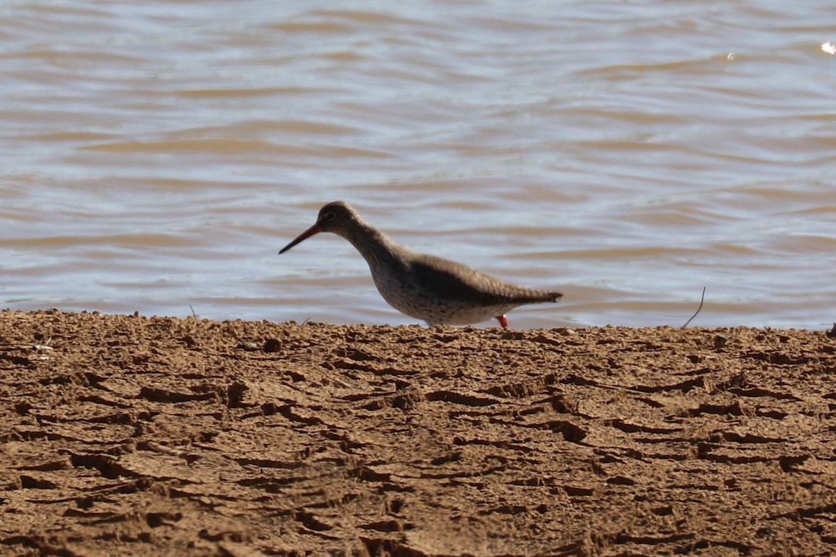 Common Redshank - ML102005141