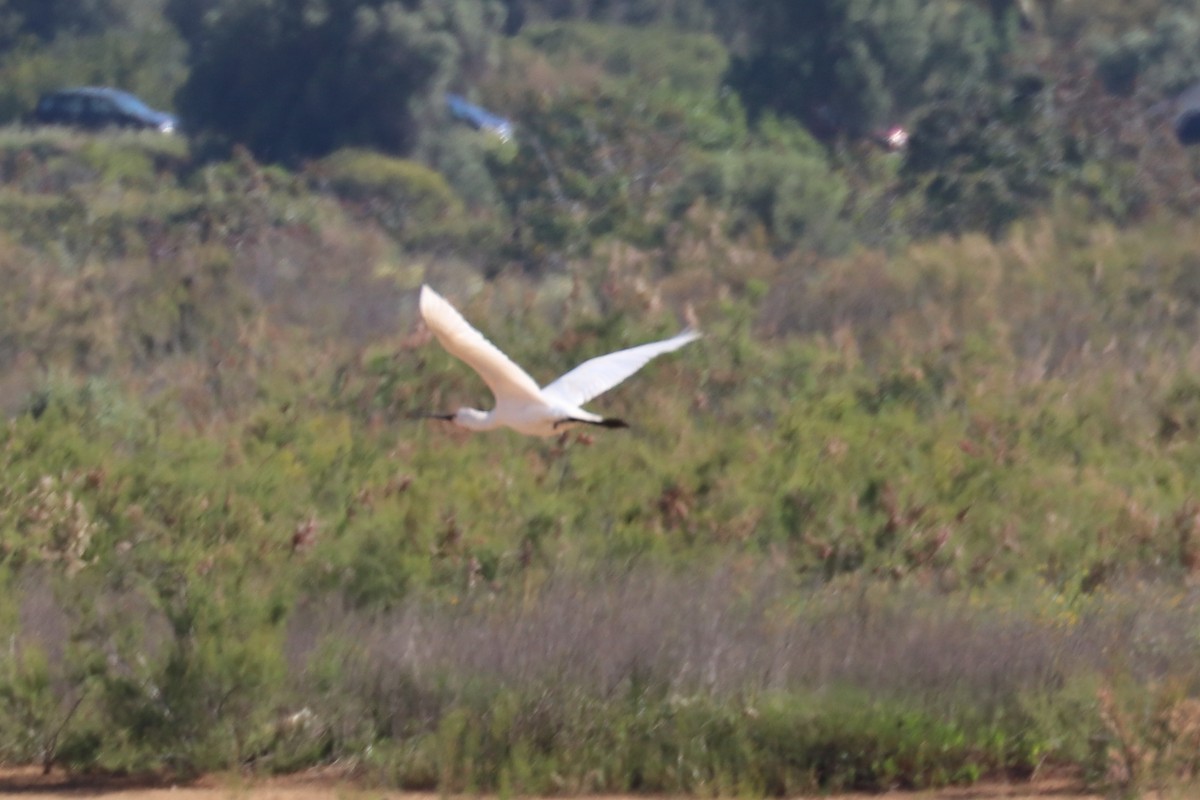 Eurasian Spoonbill - ML102005161