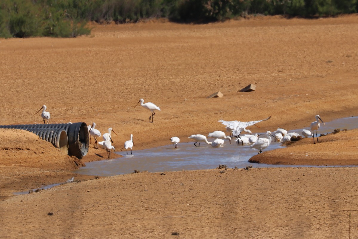 Eurasian Spoonbill - ML102005171