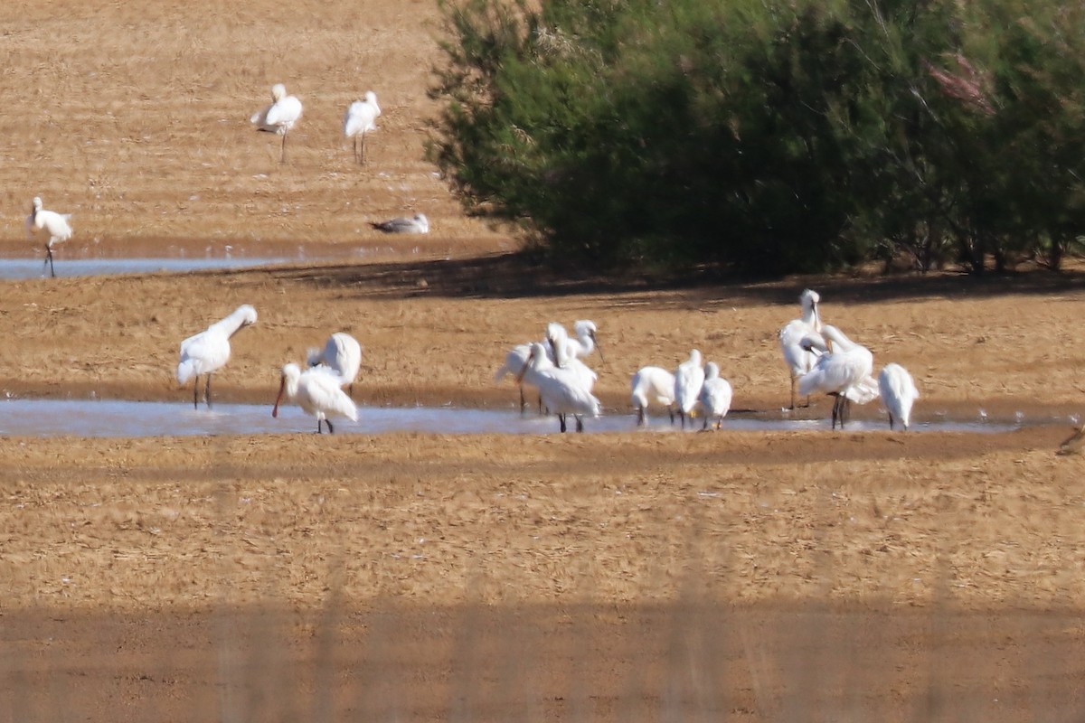 Eurasian Spoonbill - ML102005181