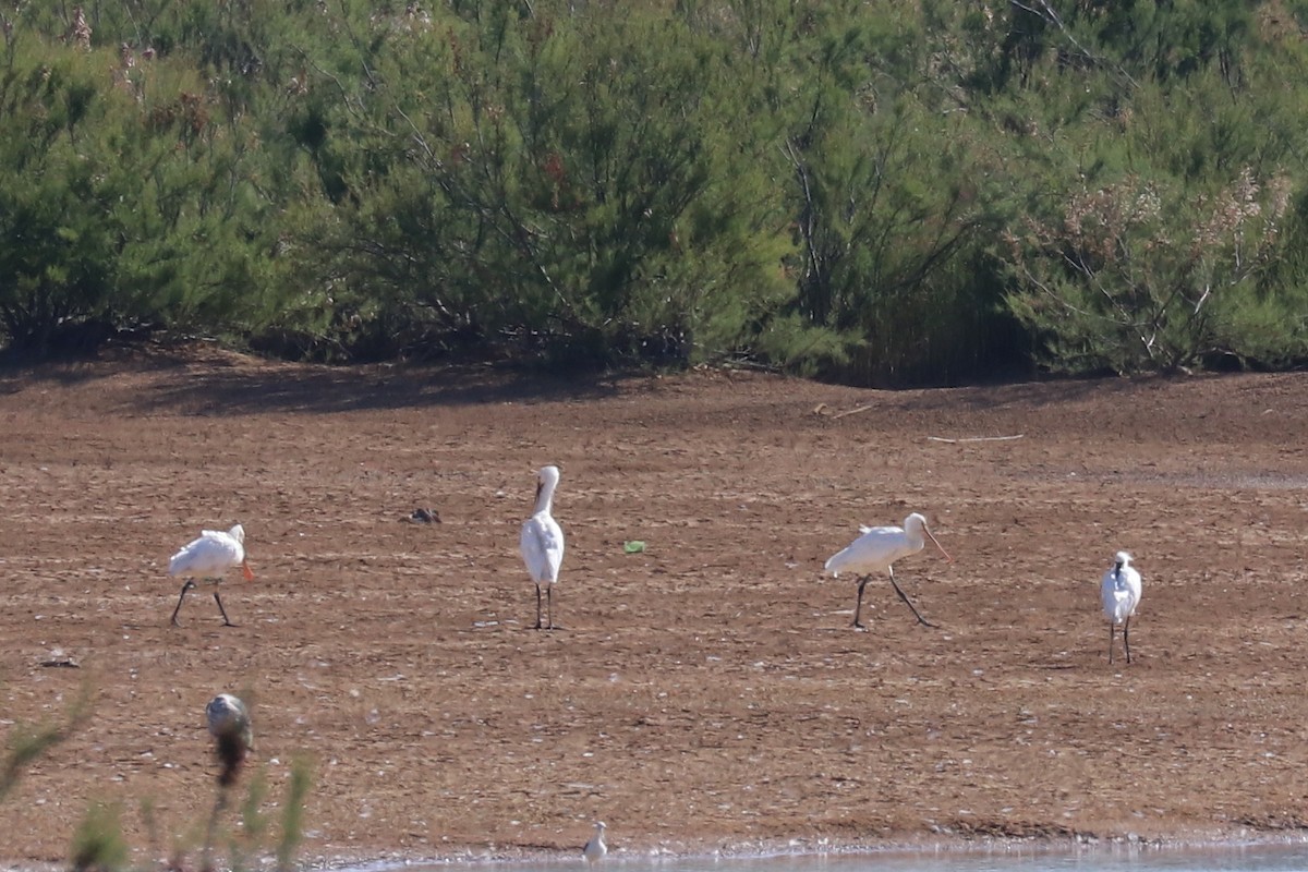 Eurasian Spoonbill - ML102005191