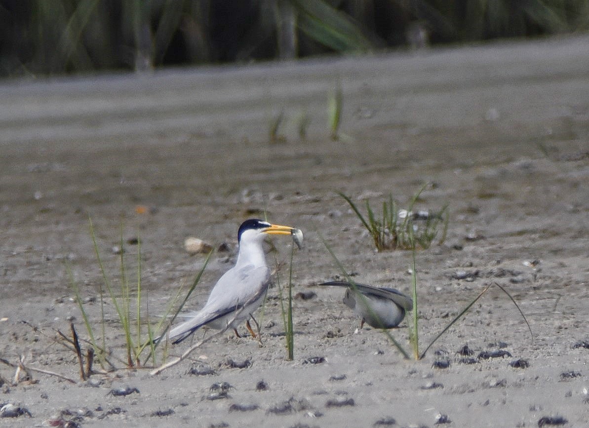 Least Tern - ML102005711