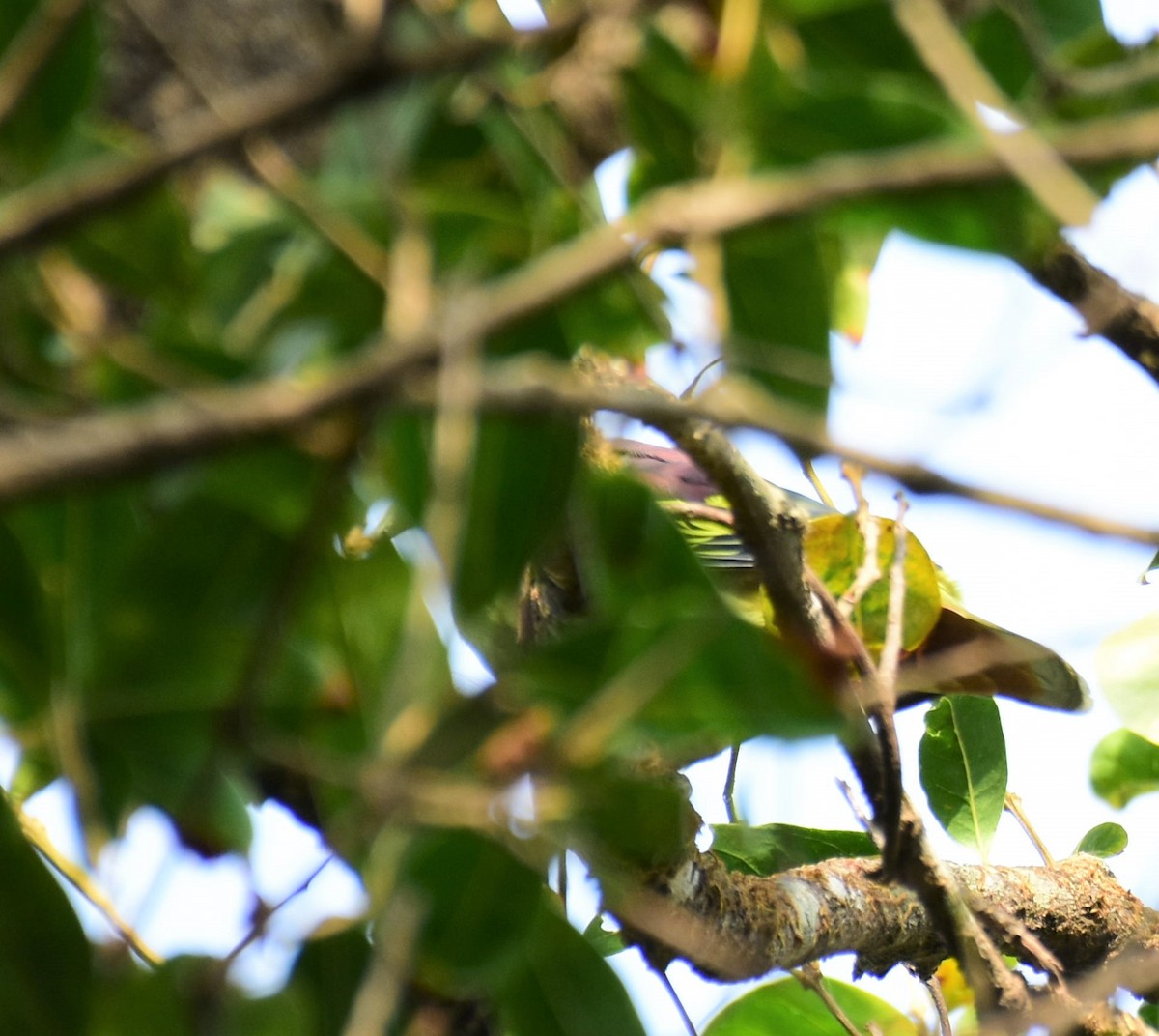 Gray-fronted Green-Pigeon - ML102007531