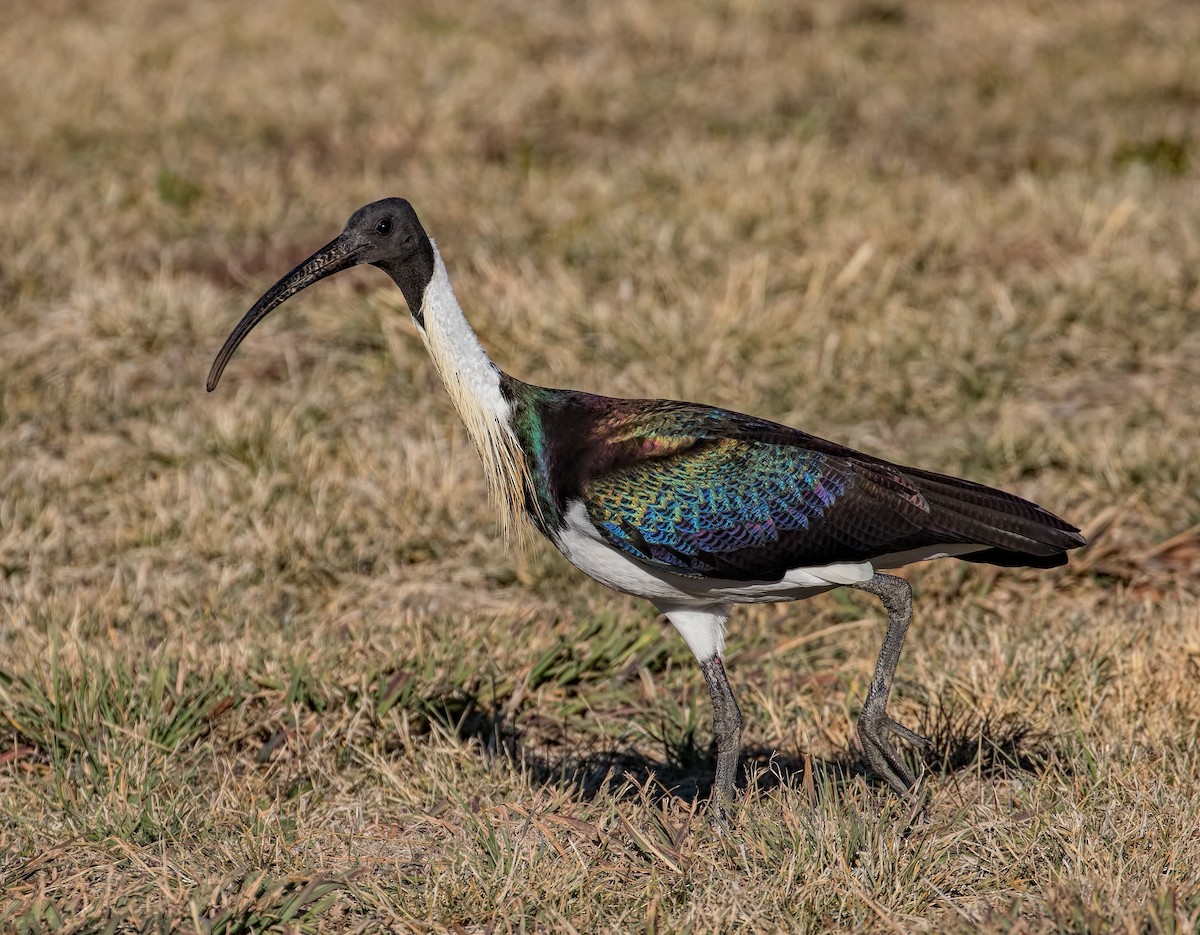Straw-necked Ibis - Julie Clark