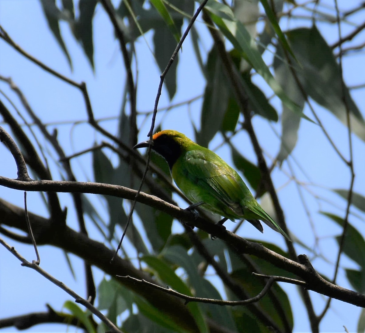 Golden-fronted Leafbird - ML102007741