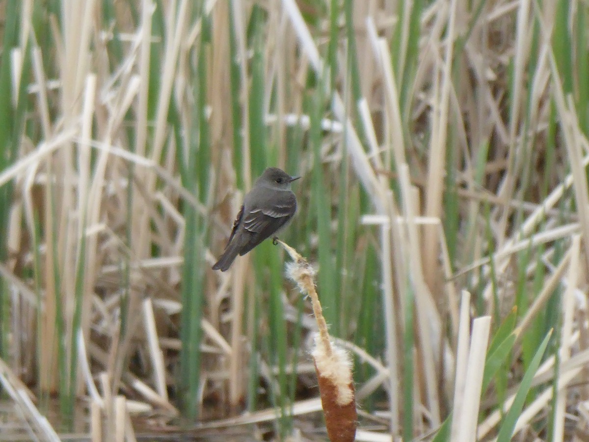 Western Wood-Pewee - ML102007891