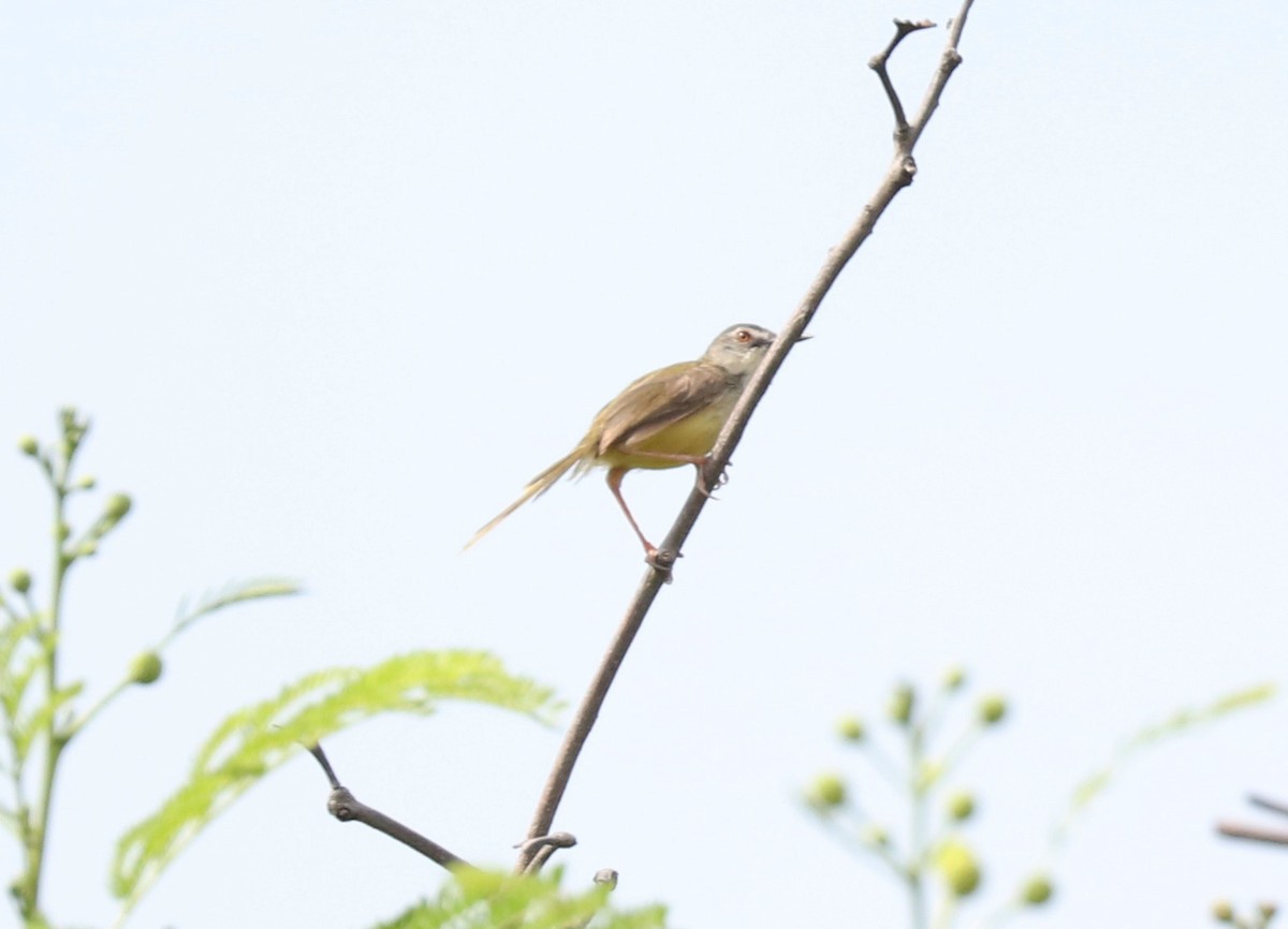 Yellow-bellied Prinia - ML102007981