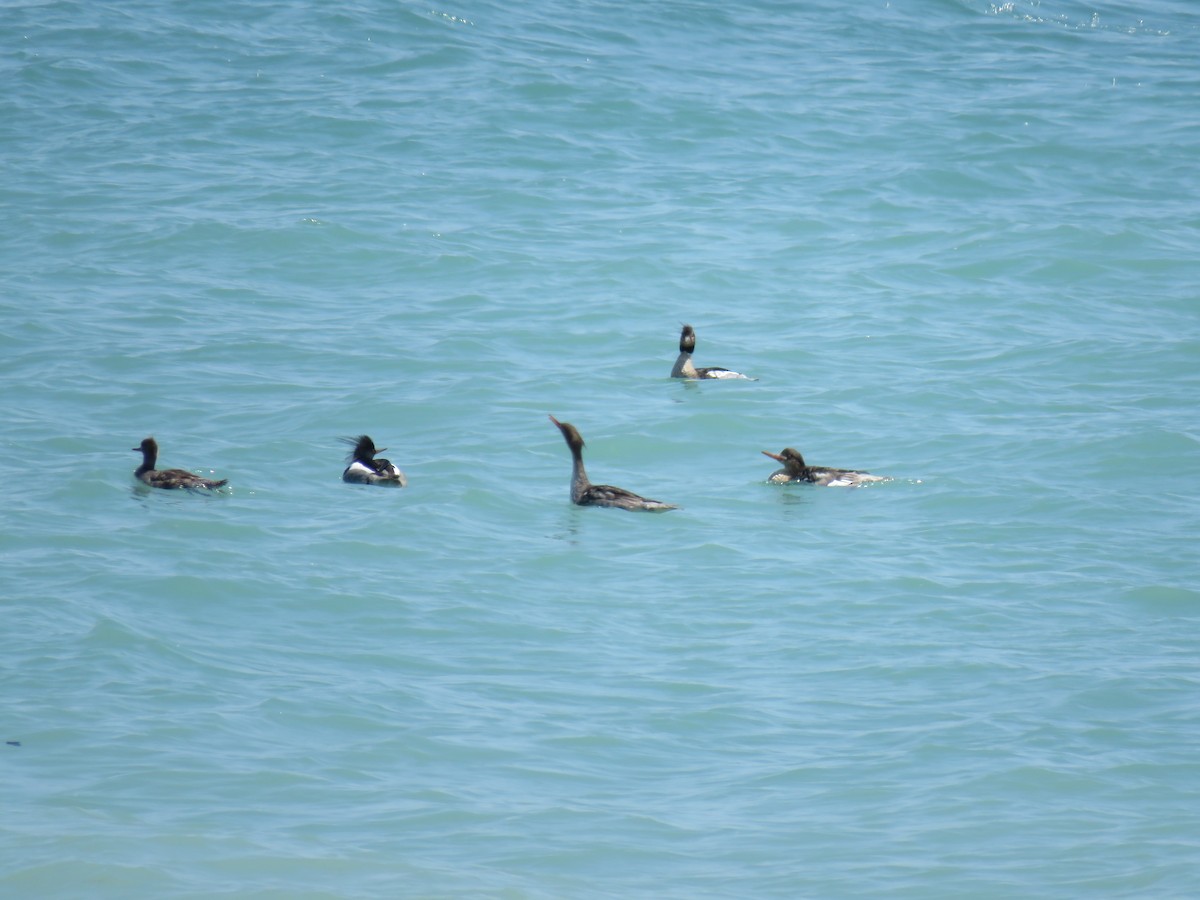 Red-breasted Merganser - ML102008101