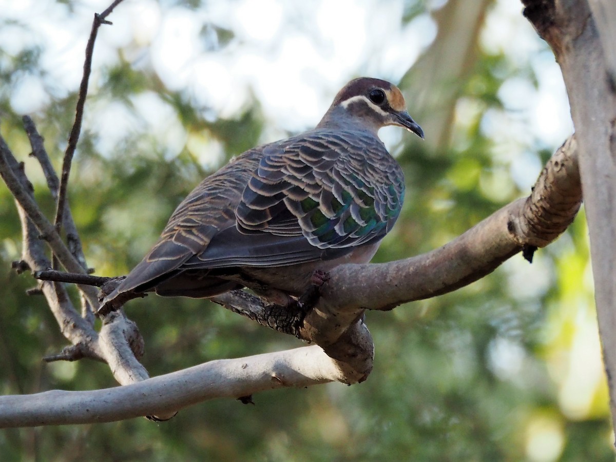 Common Bronzewing - ML102008531