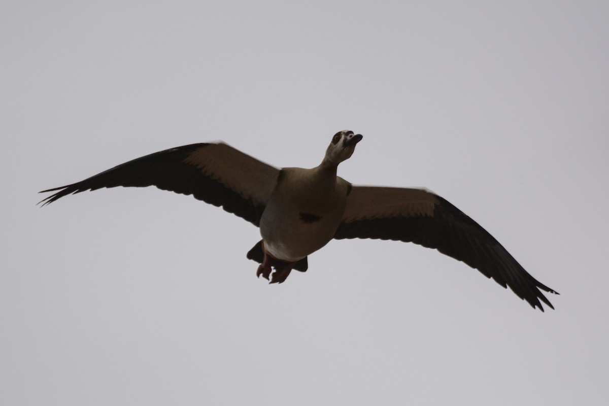 Egyptian Goose - ML102009121