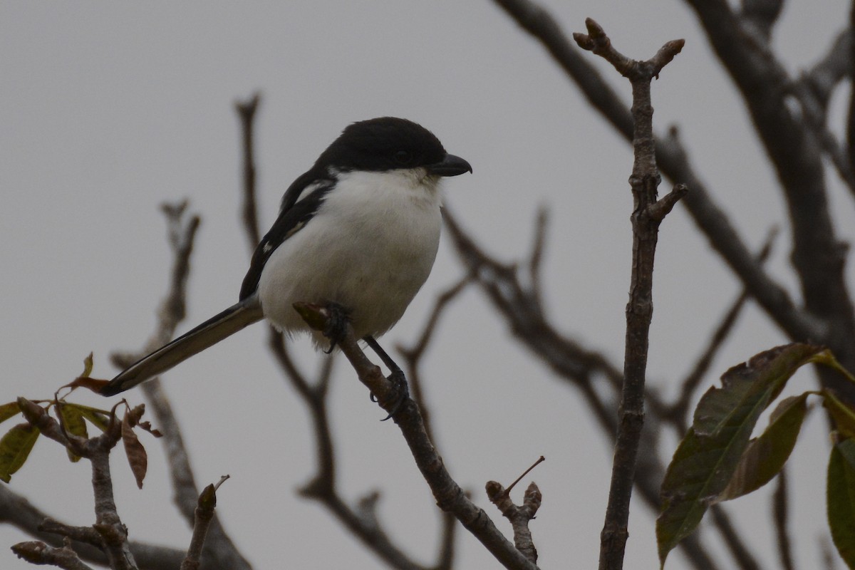 Southern Fiscal (Southern) - ML102009271