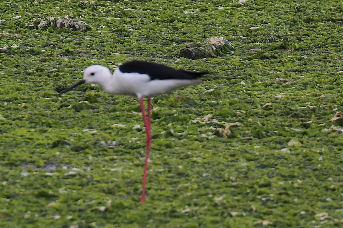 Black-winged Stilt - ML102009321