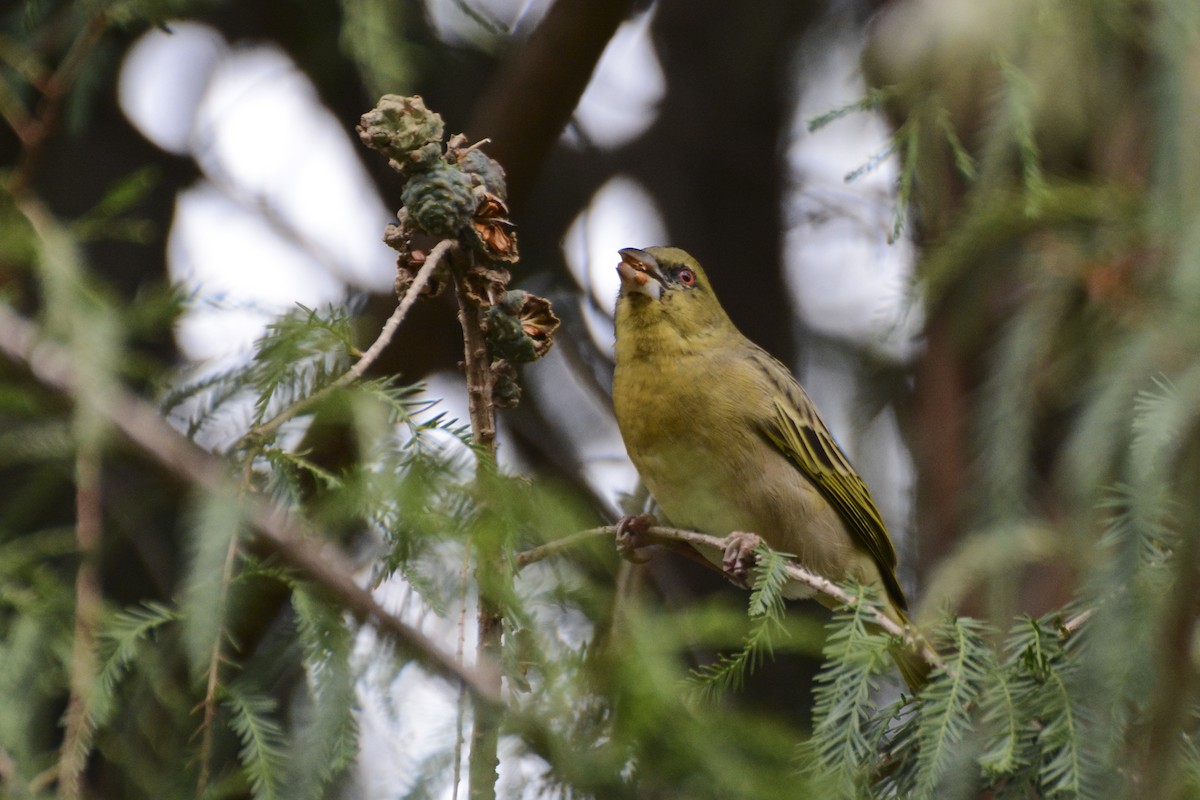 Southern Masked-Weaver - ML102009331