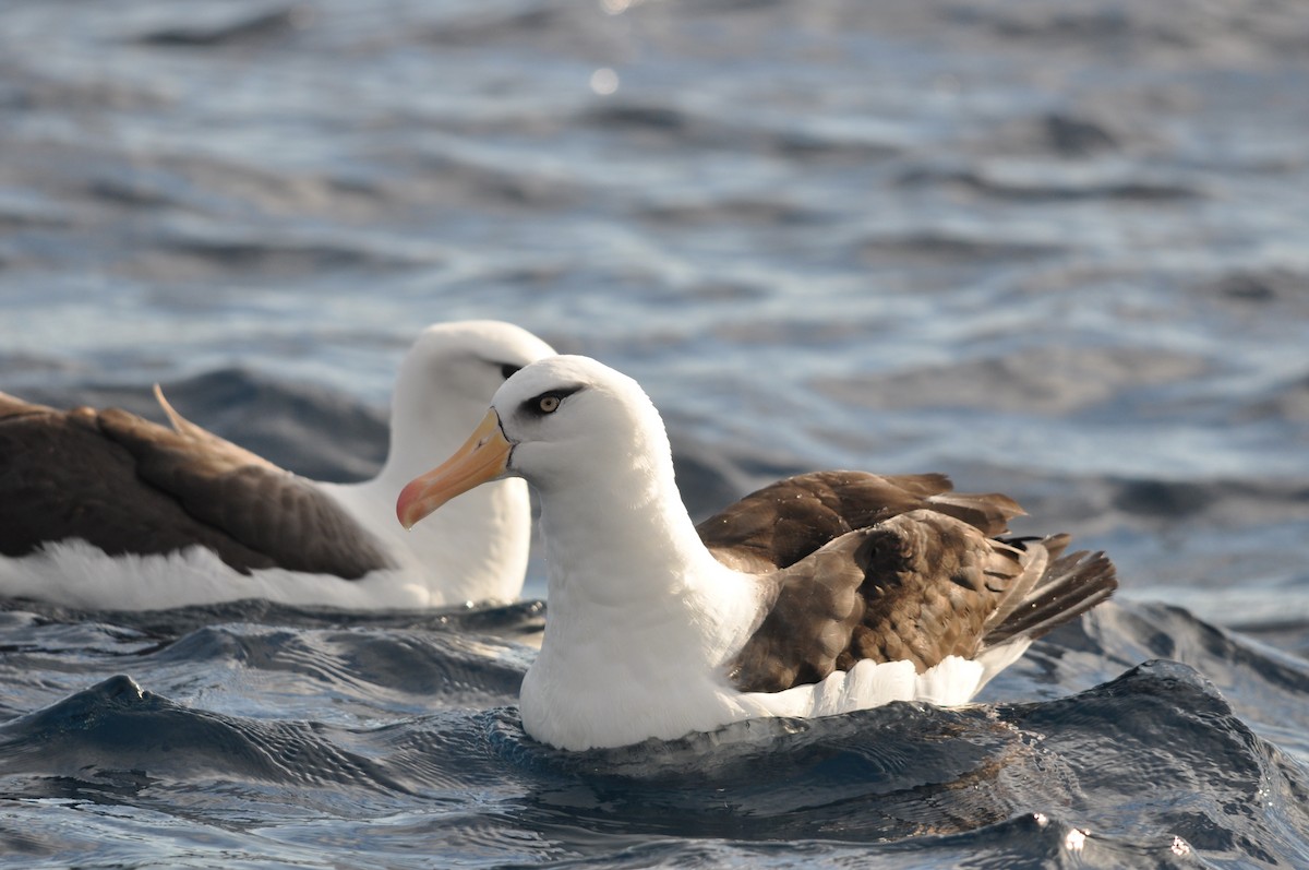 Black-browed Albatross (Campbell) - Heidi Krajewsky