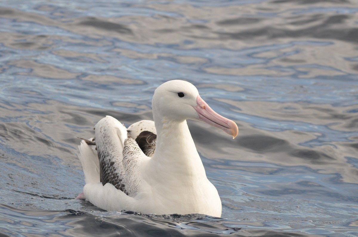 Southern Royal Albatross - ML102009731