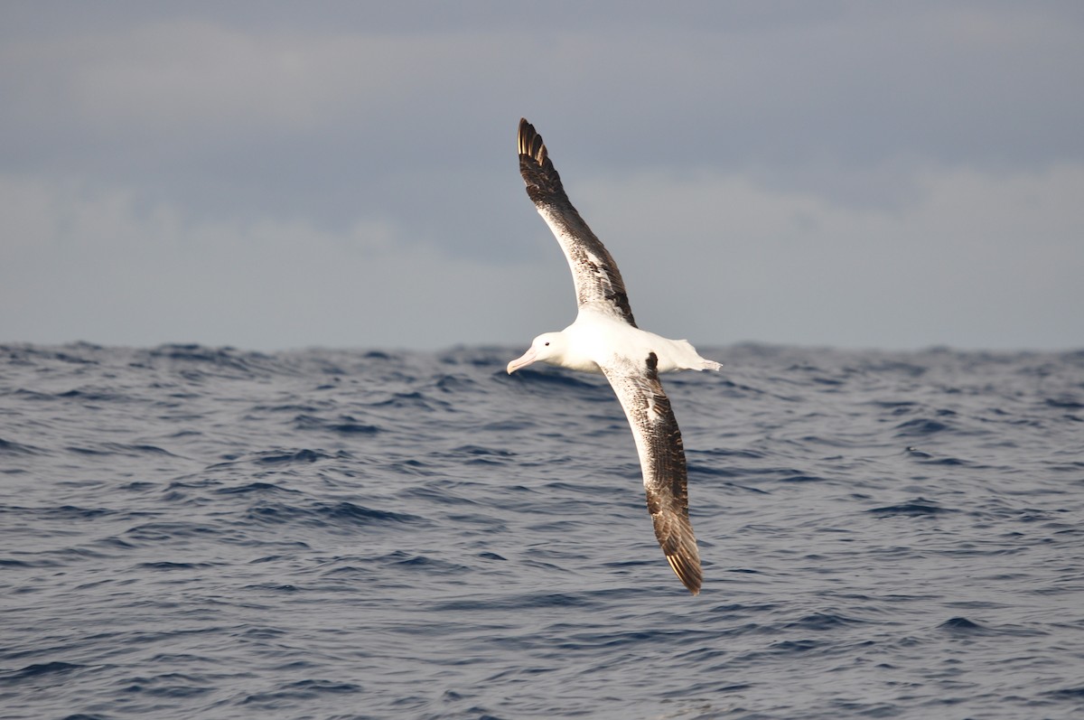 Southern Royal Albatross - ML102009761