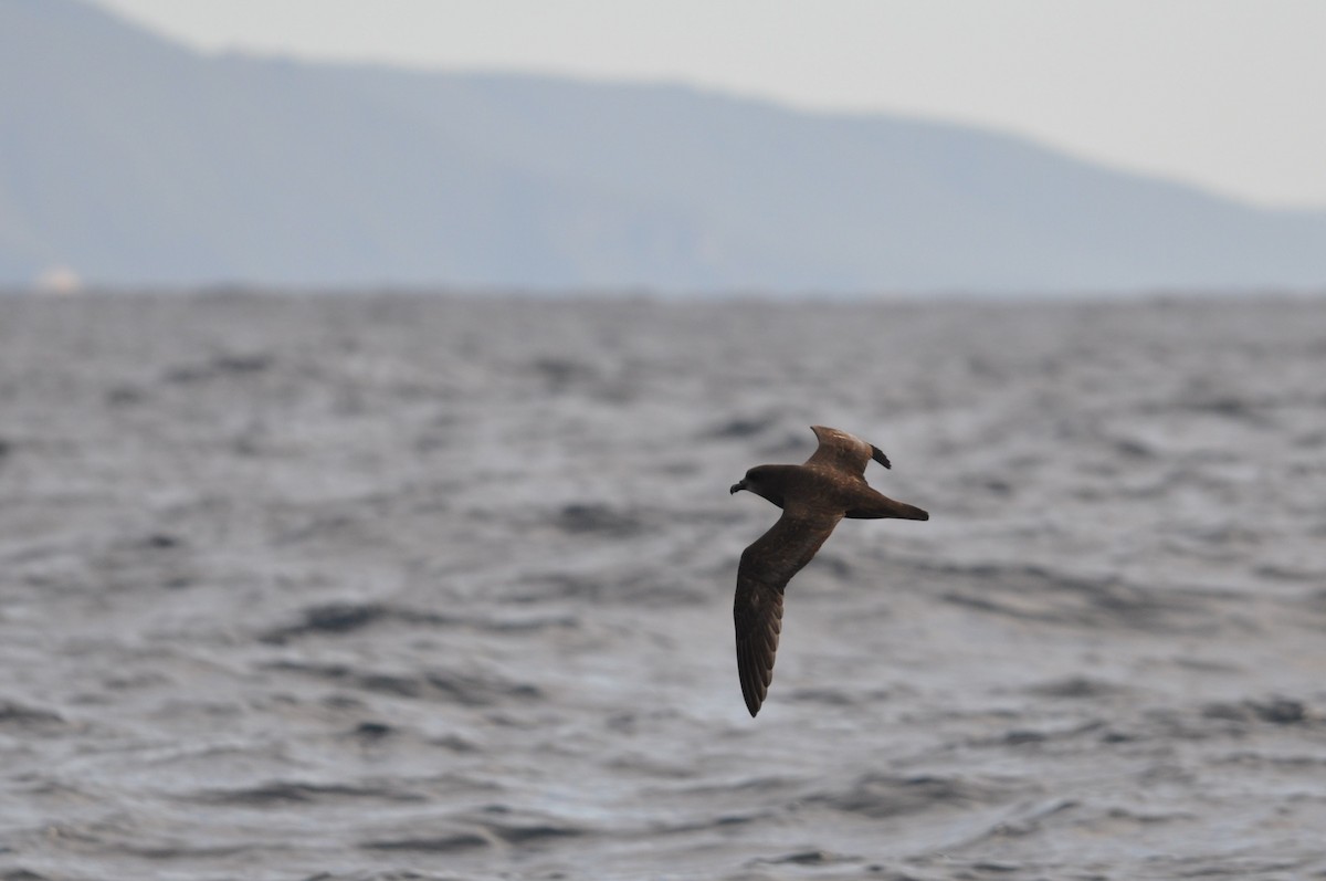 Gray-faced Petrel - ML102009831